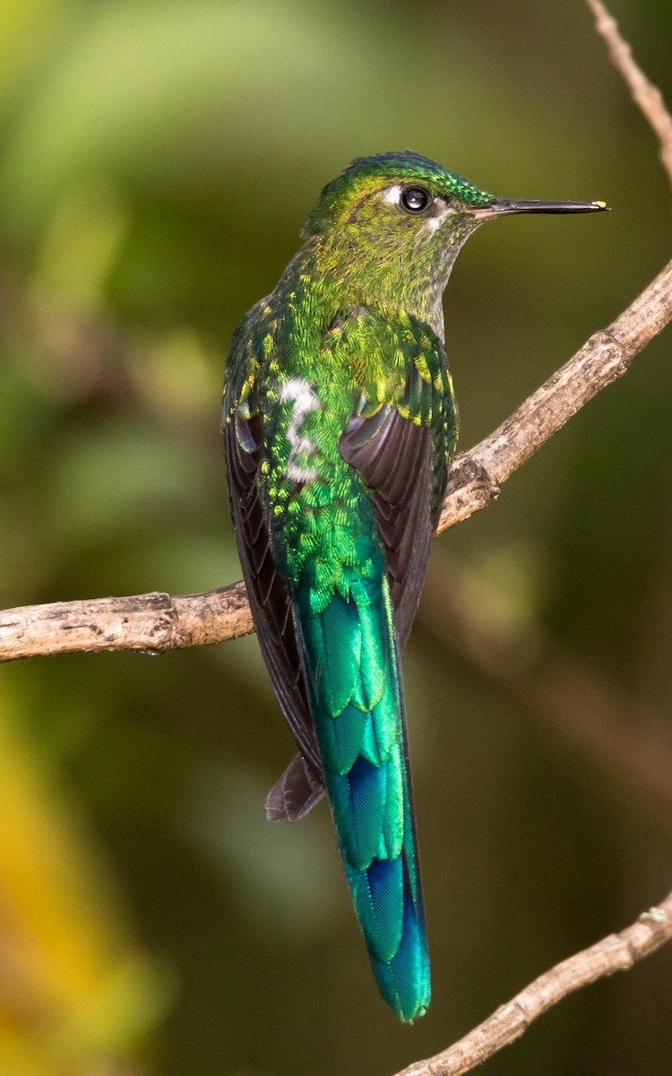 Long-tailed Sylph - ML43108011
