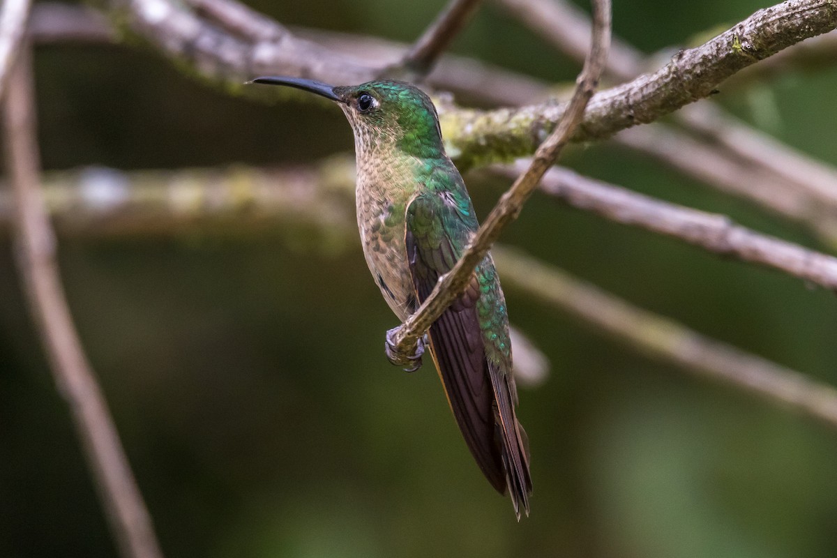 kolibřík hnědobřichý - ML43108361