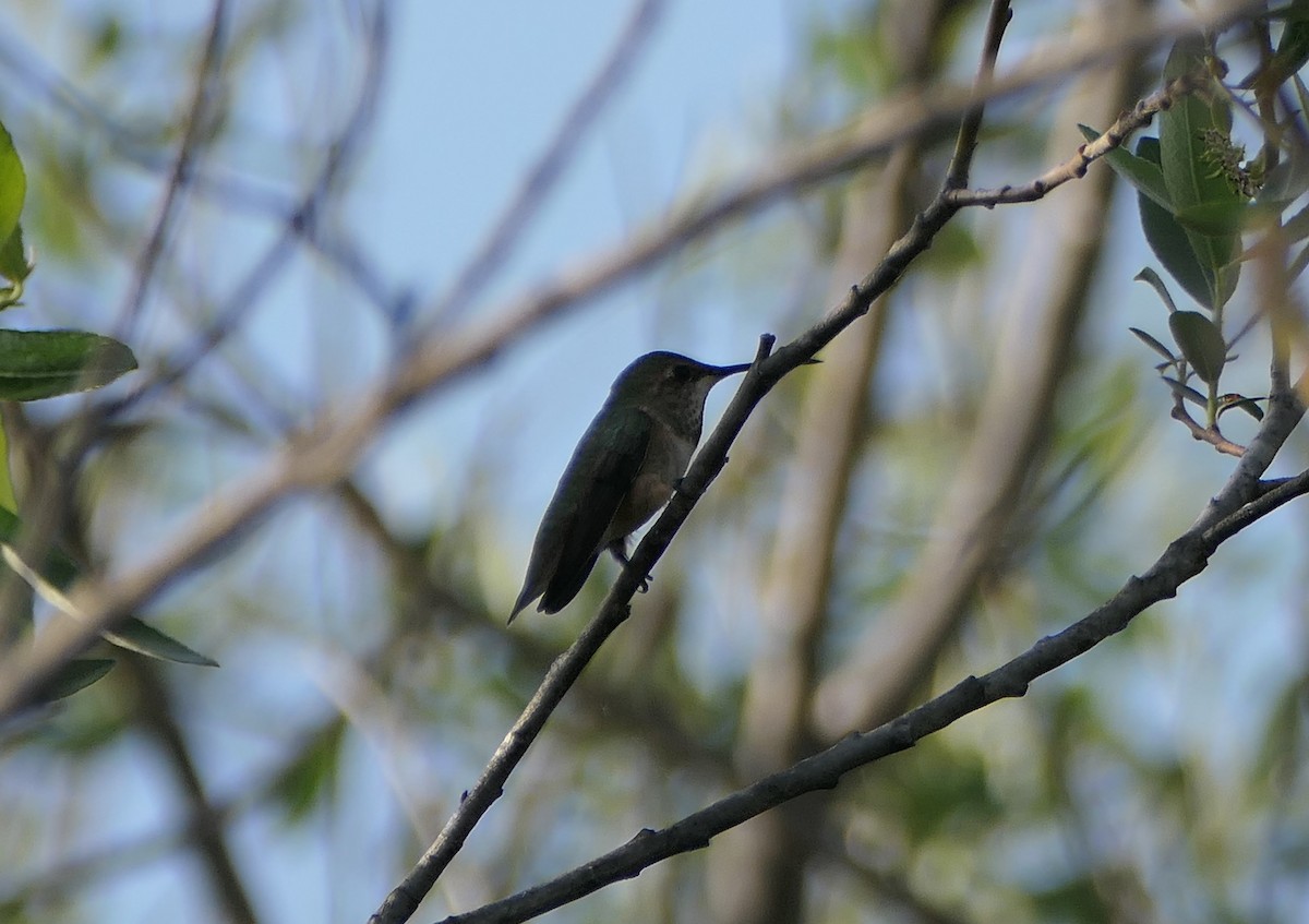 hummingbird sp. - bonnie henson