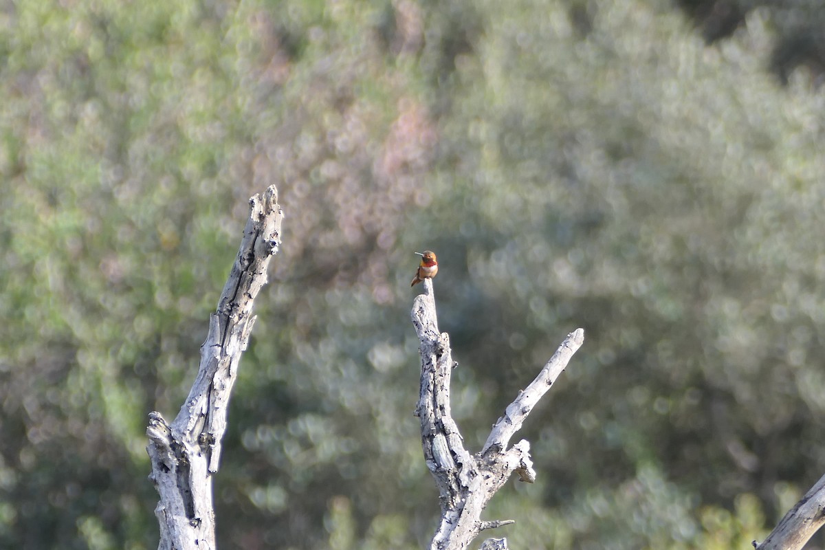 Allen's Hummingbird - bonnie henson