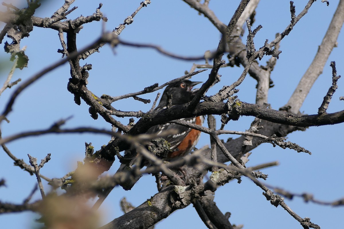 Spotted Towhee - ML431098441