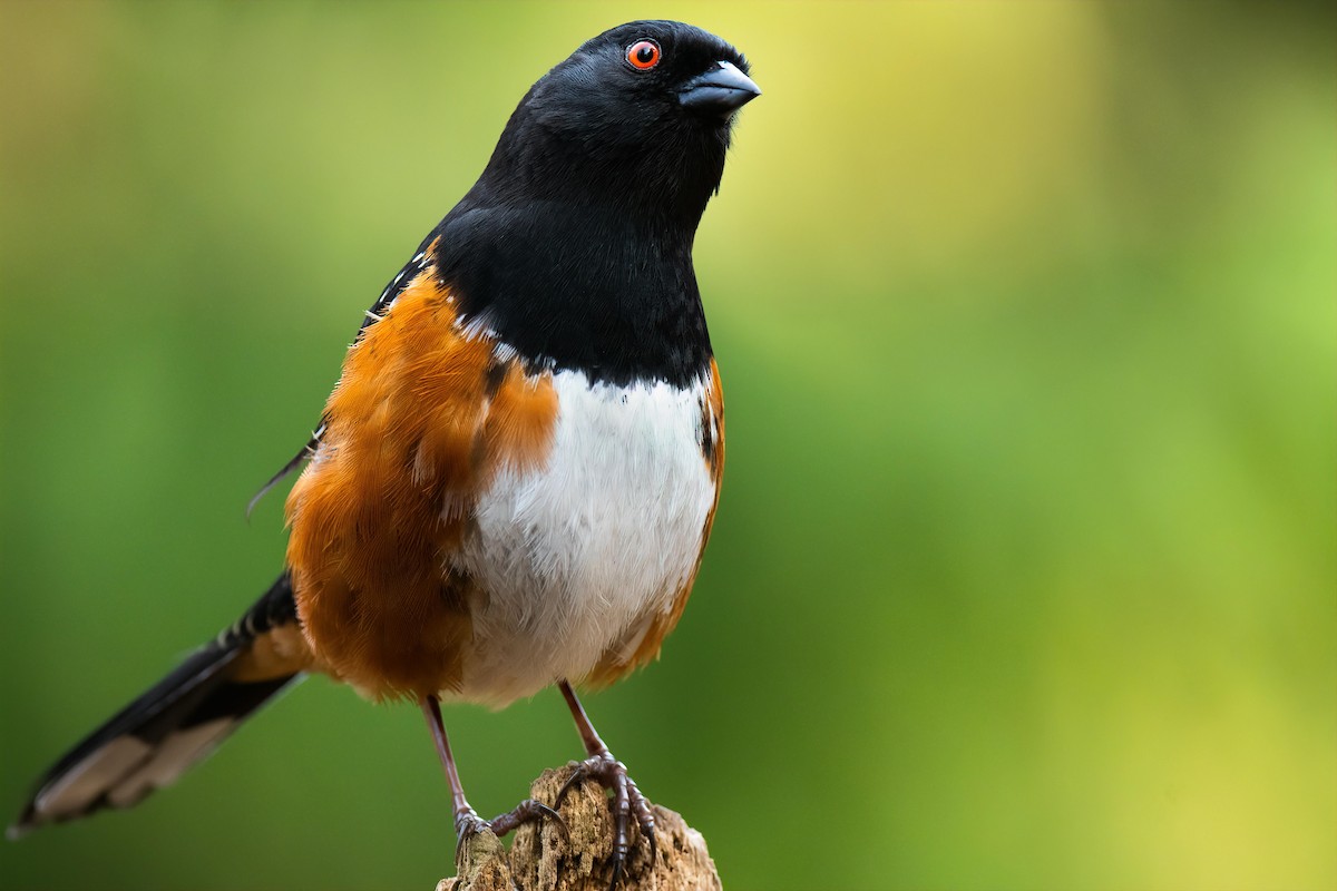 Spotted Towhee - ML431105241