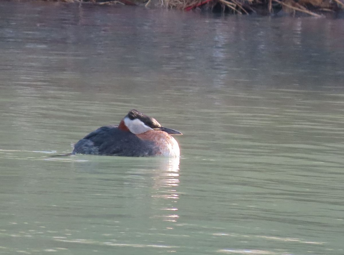 Red-necked Grebe - ML431110381