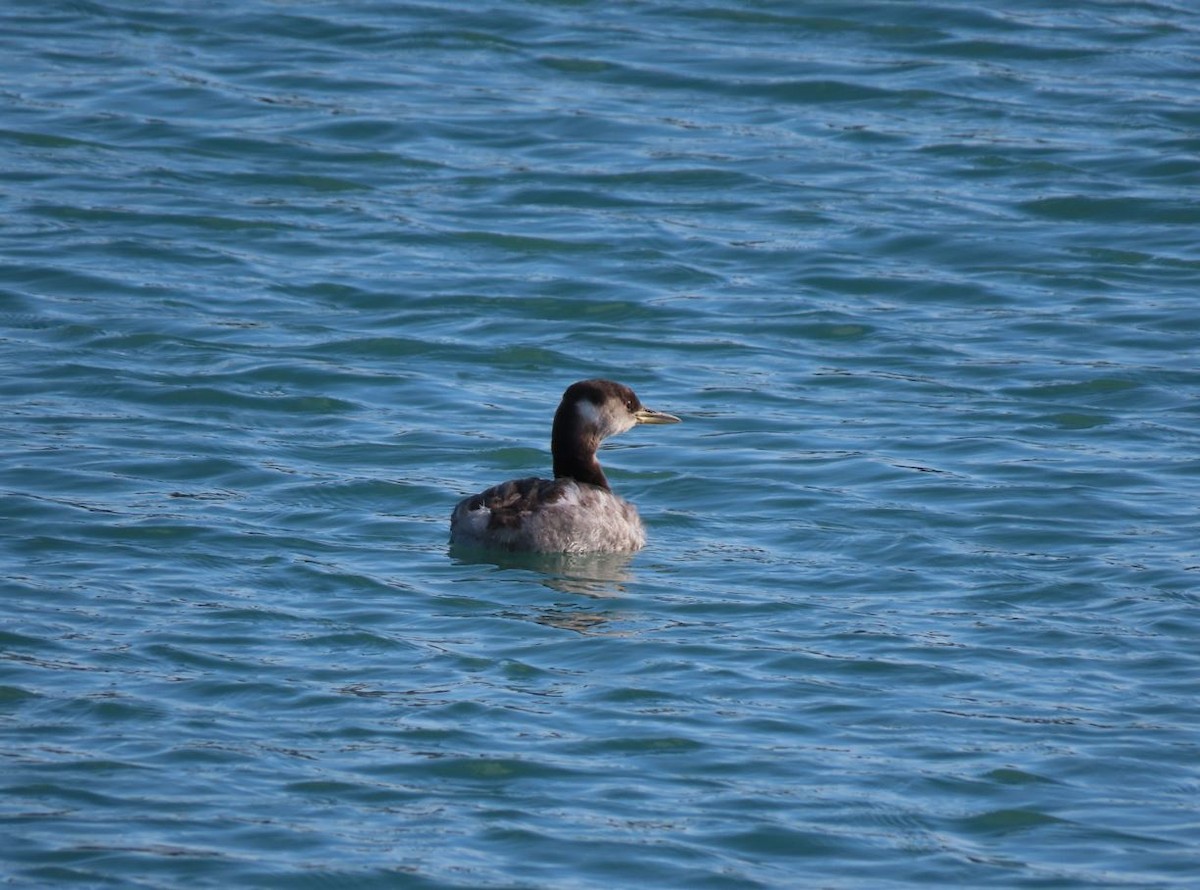 Red-necked Grebe - ML431110391