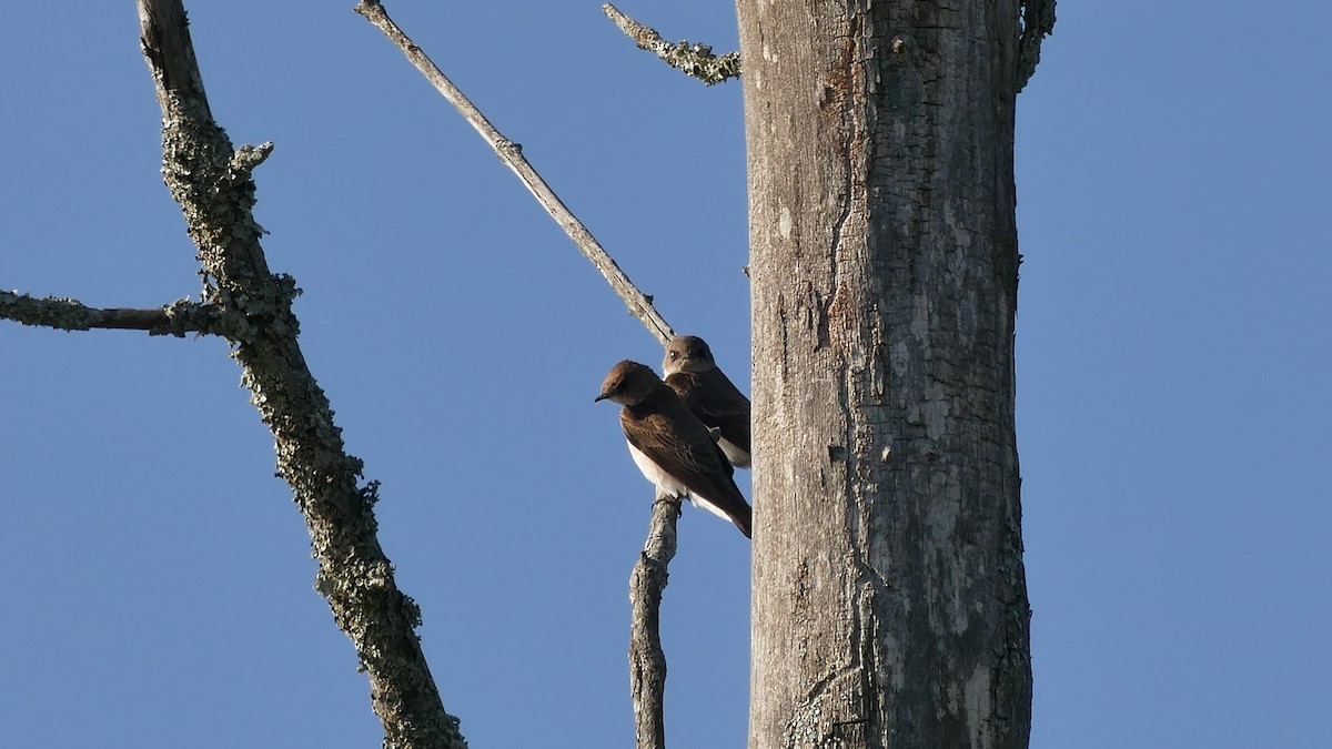 Northern Rough-winged Swallow - Avery Fish