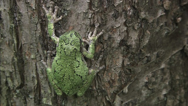 Gray Treefrog - ML431113