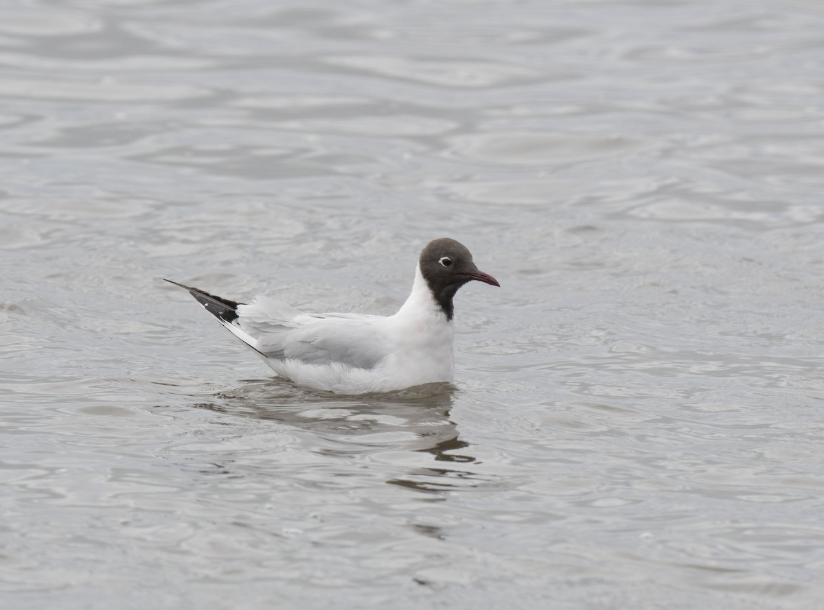Black-headed Gull - Ronnie d'Entremont