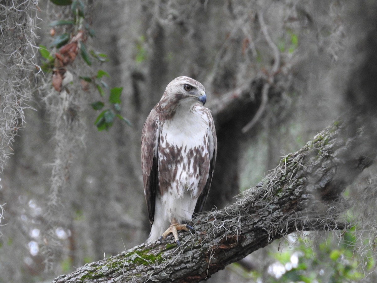 Red-tailed Hawk - ML431122771