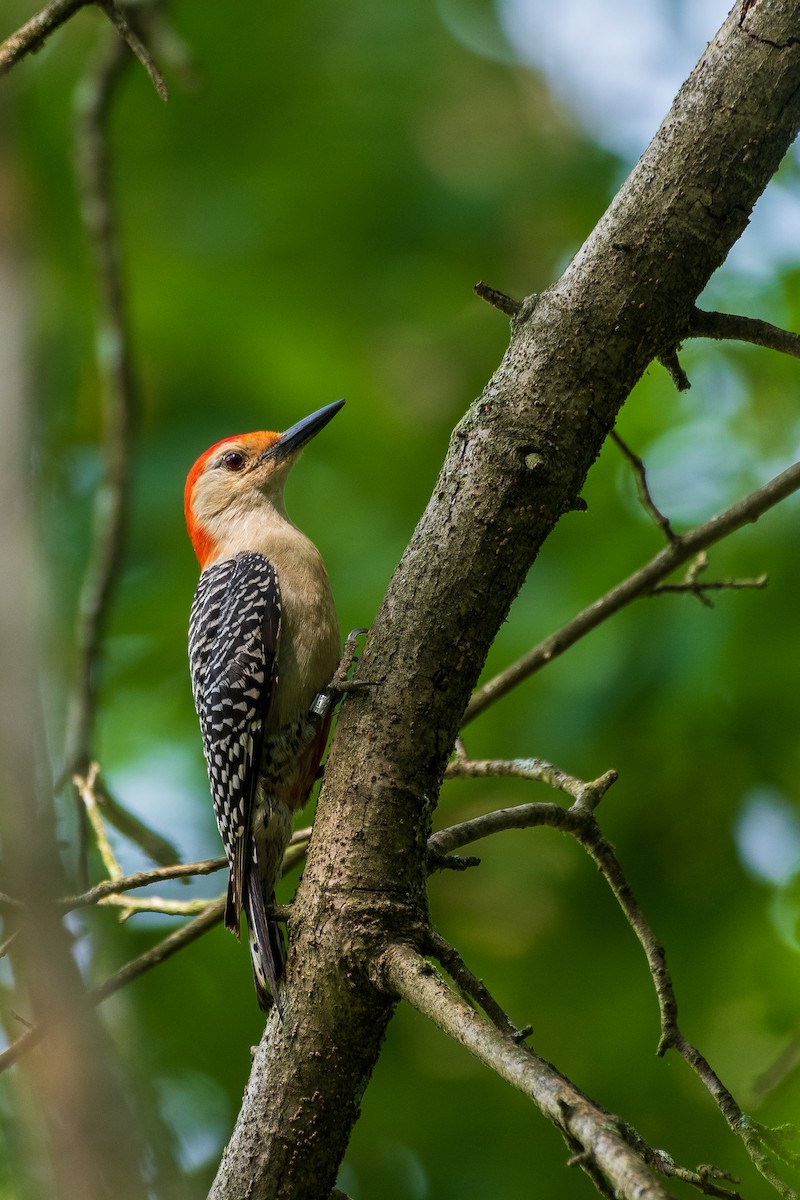 Red-bellied Woodpecker - ML431129531