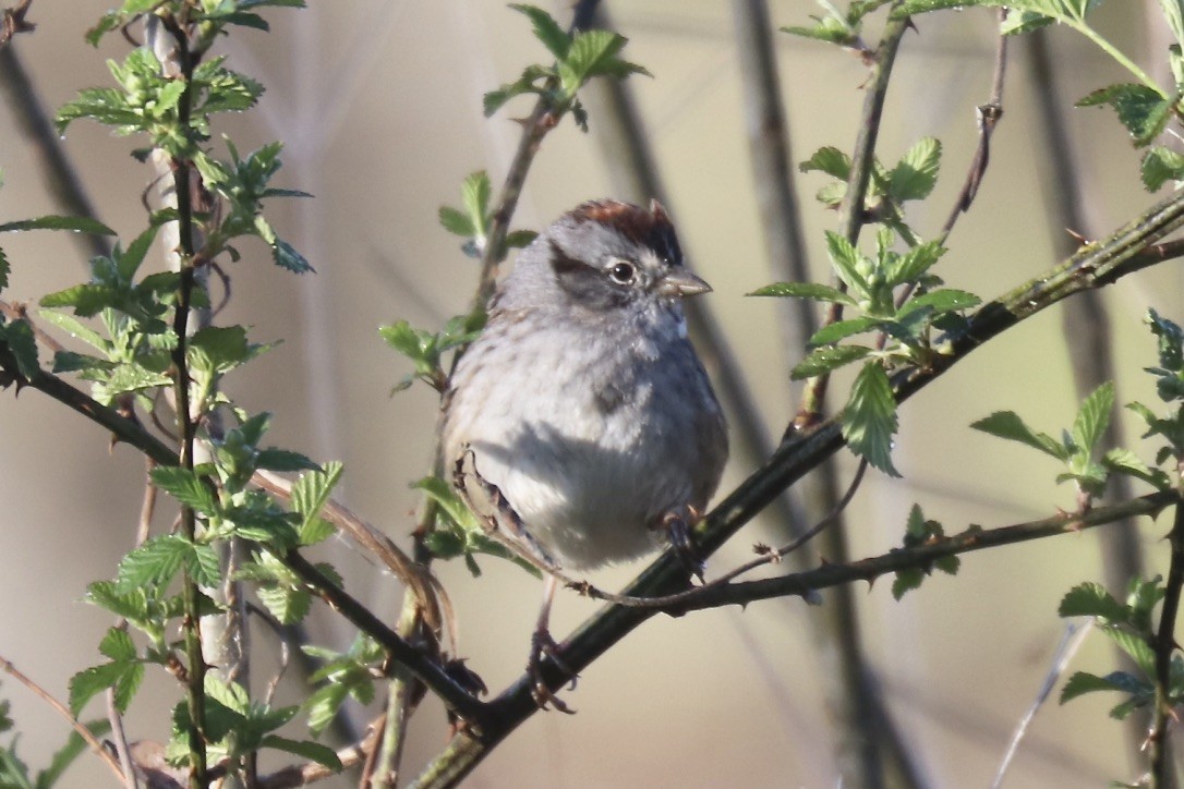 Swamp Sparrow - ML431132581