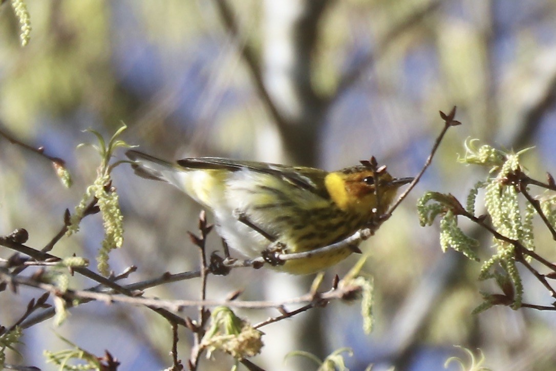 Cape May Warbler - ML431132951