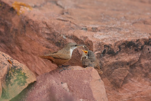 Adult feeding fledgling. - Canyon Wren - 