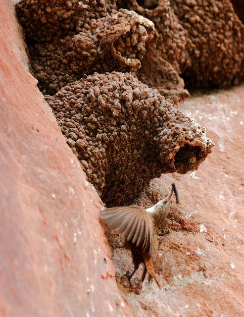 Canyon Wren entering nest within old Cliff Swallow nest. - Canyon Wren - 