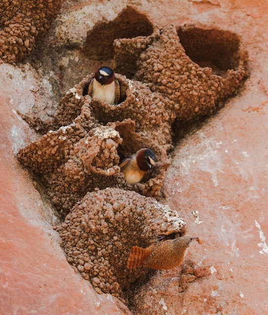 Adult nesting in Cliff Swallow nest. - Canyon Wren - 