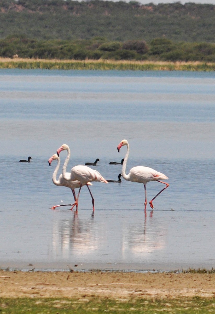 Greater Flamingo - ML431144261