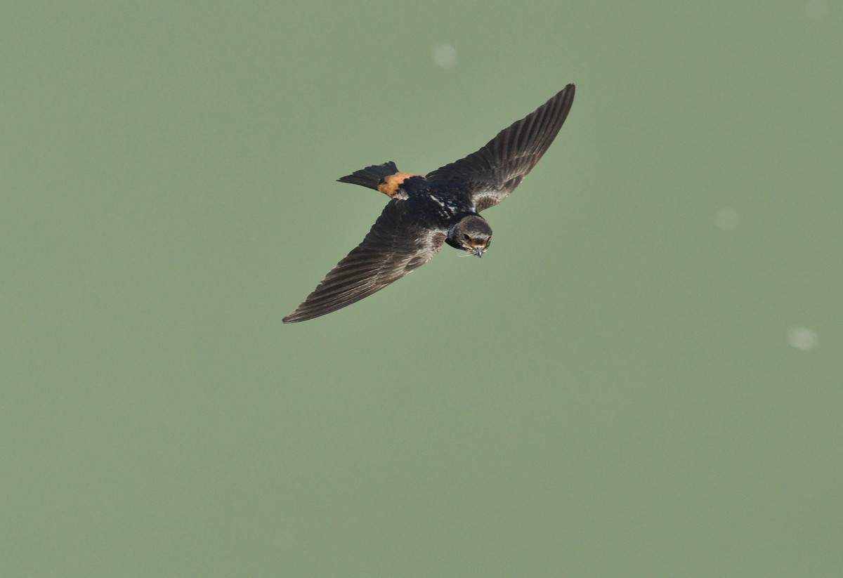 South African Swallow - ML431145121