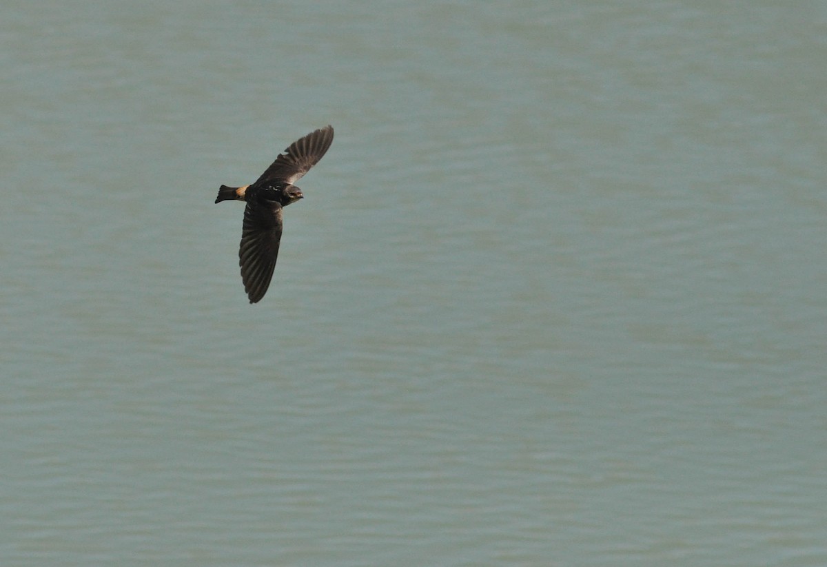 South African Swallow - ML431145131