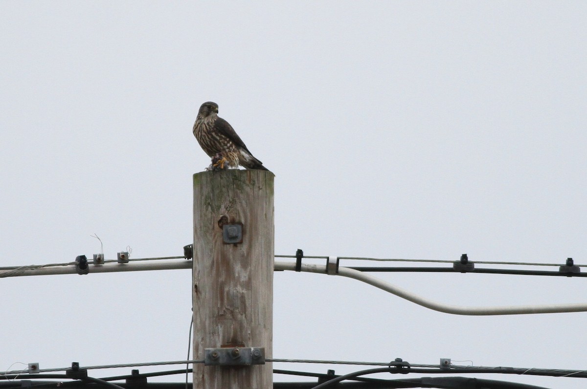 ML43114651 Merlin (Taiga) Macaulay Library