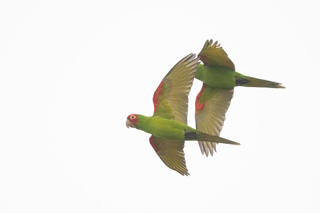 Red-masked Parakeet