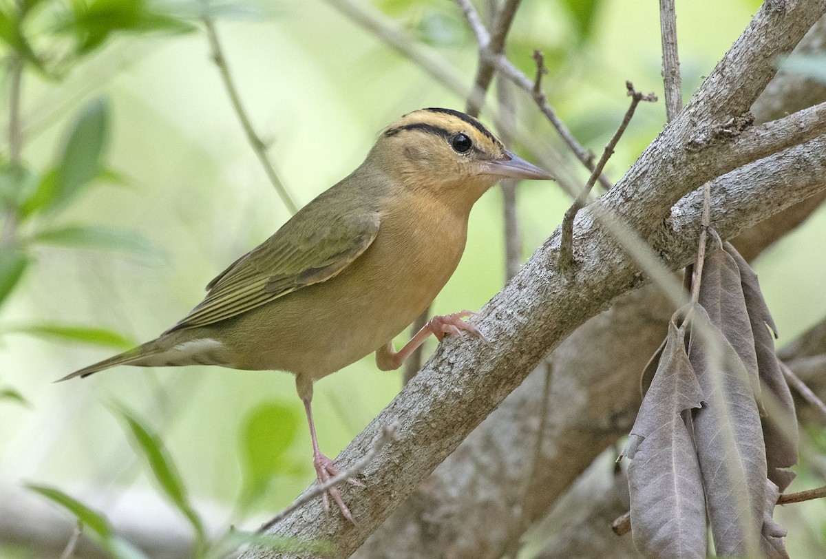 Worm-eating Warbler - Denny Swaby