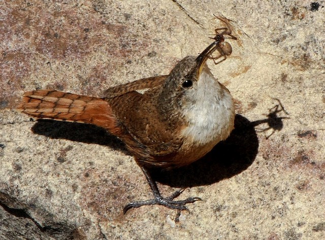 Adult carrying a spider. - Canyon Wren - 