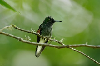 Blue-capped Hummingbird - eBird