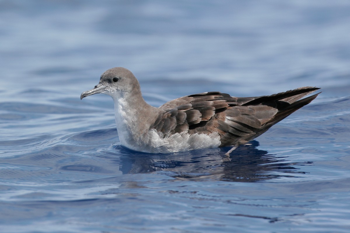 Wedge-tailed Shearwater - Chris Wood