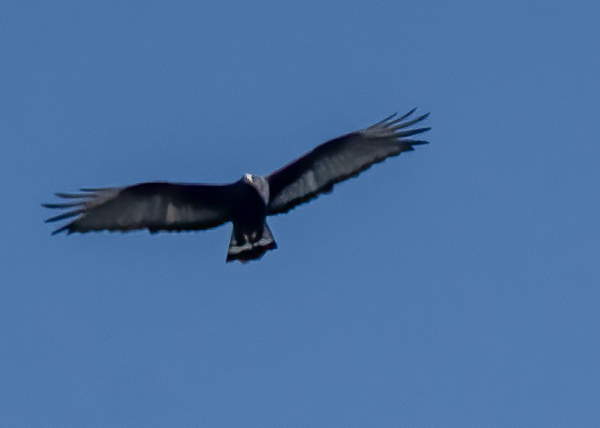 Zone-tailed Hawk - Seth Barr
