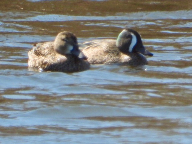 Blue-winged Teal - ML431160391