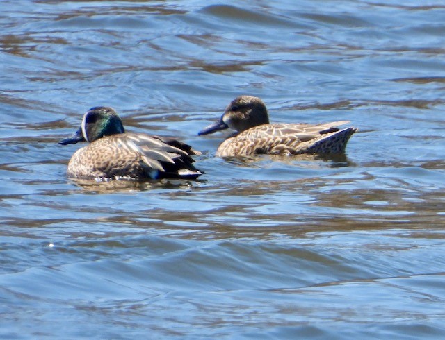 Blue-winged Teal - ML431160401