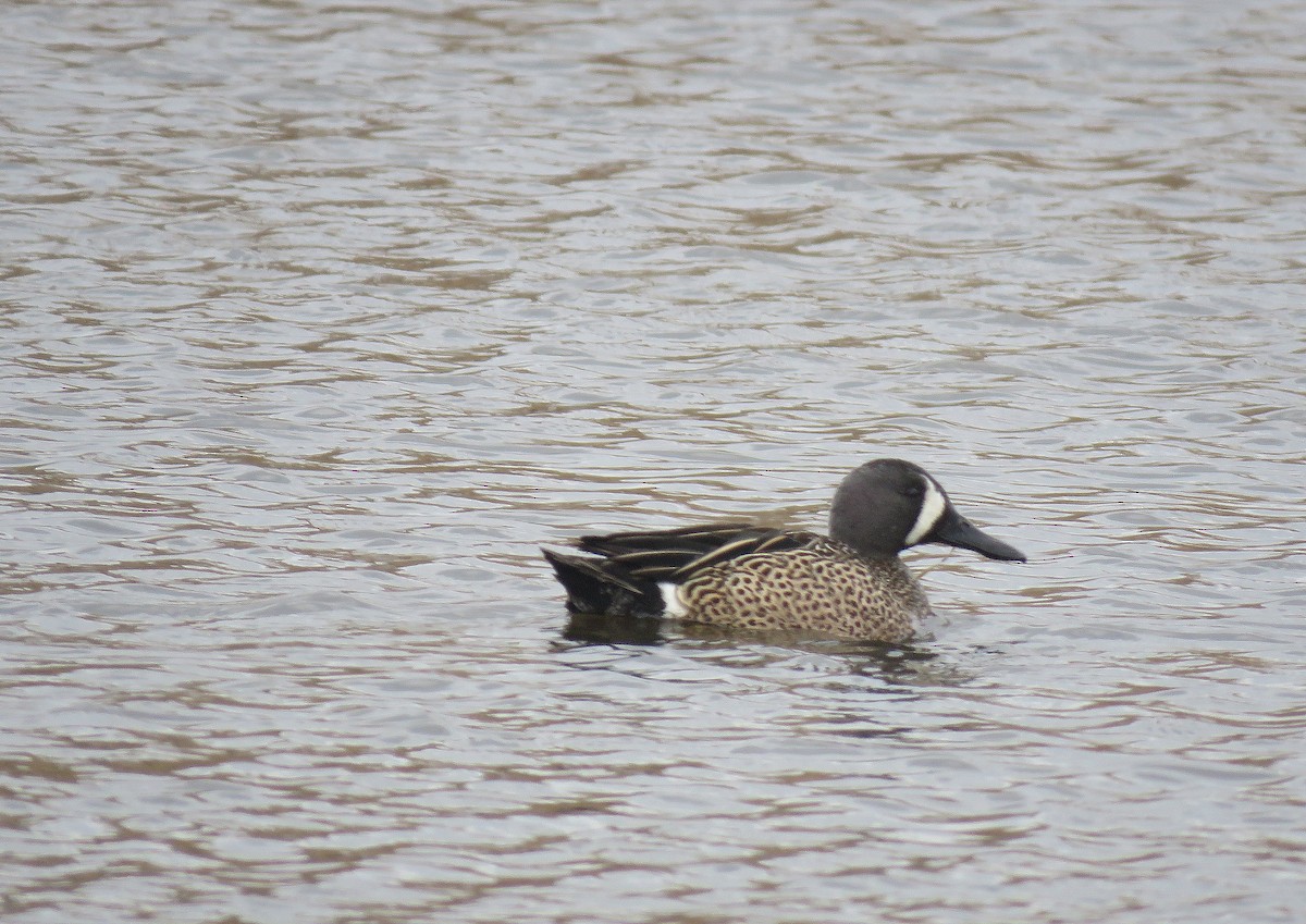 Blue-winged Teal - ML431165491