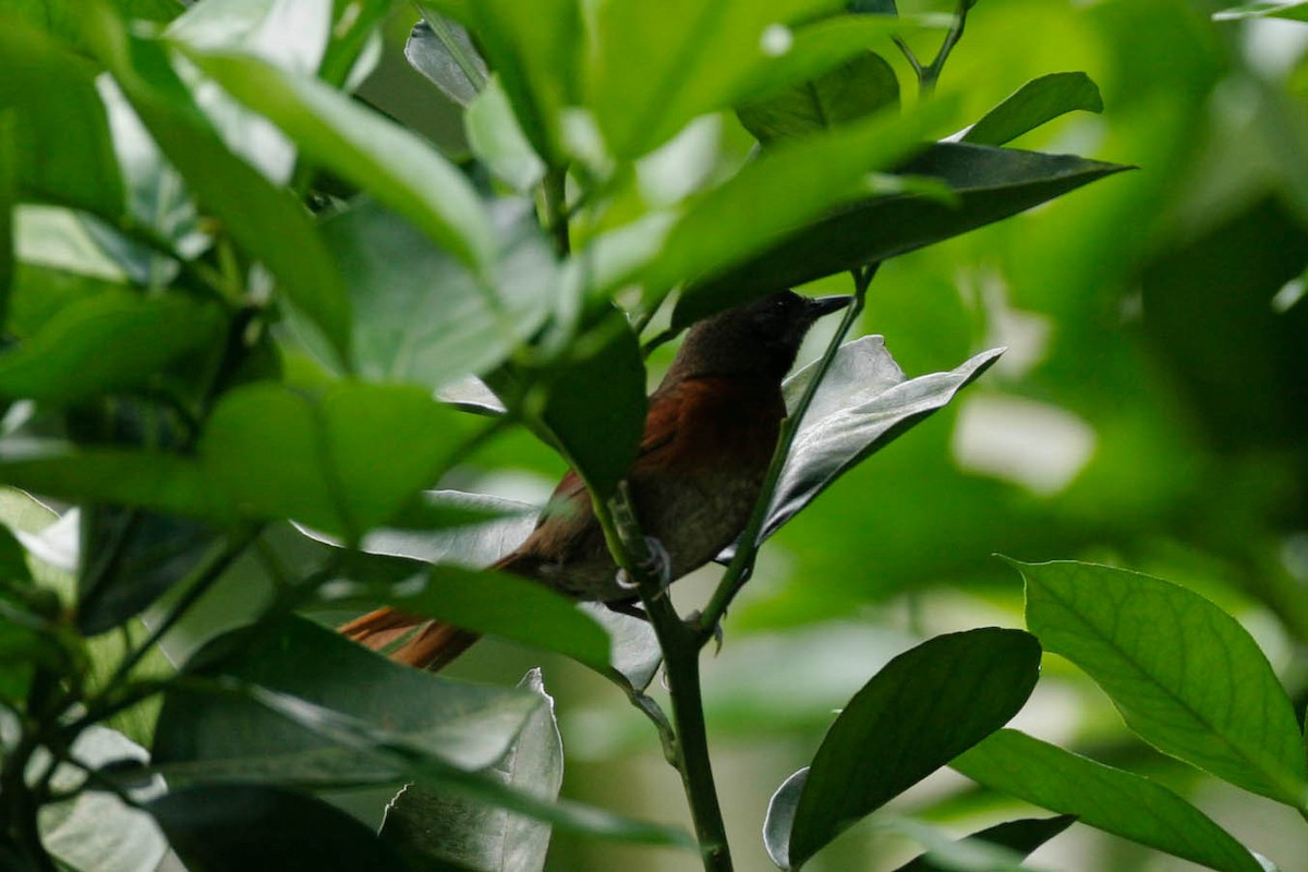Rufous-breasted Spinetail - ML43116571