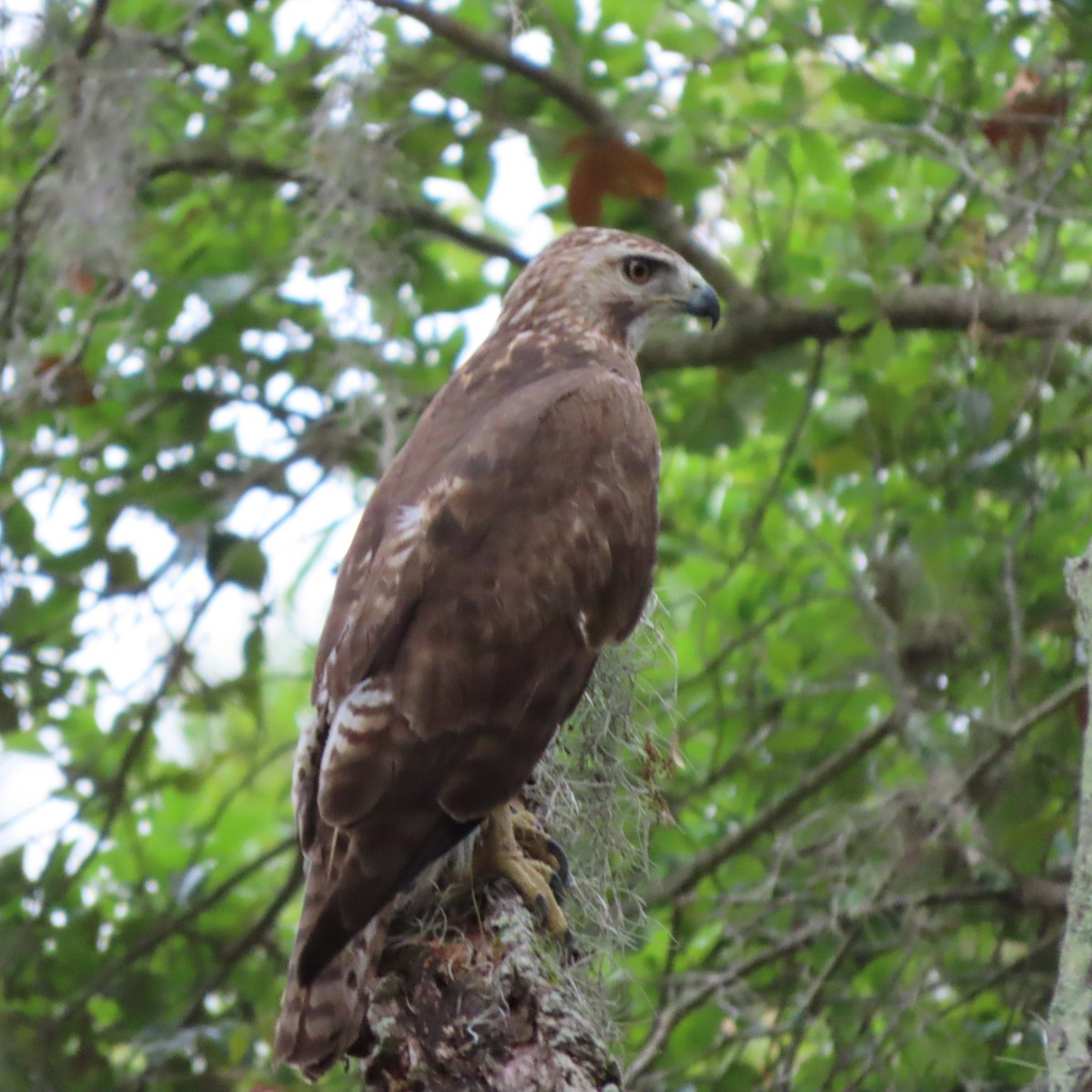Red-tailed Hawk - ML431168041