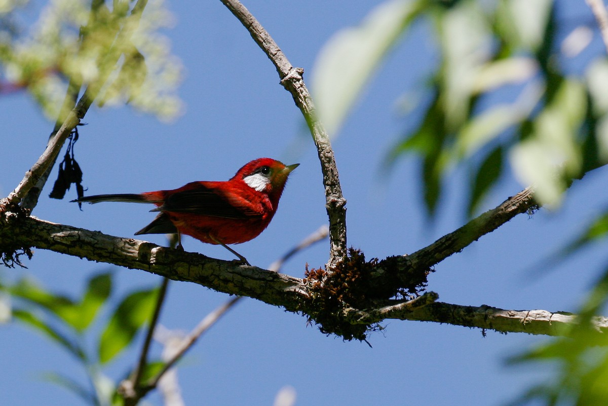 Red Warbler (White-cheeked) - ML43117391