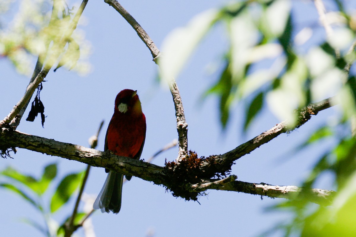 Red Warbler (White-cheeked) - ML43117401