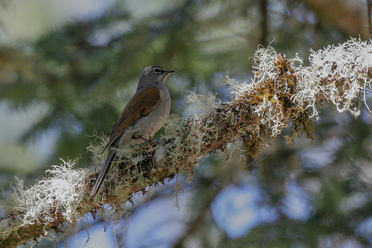 Brown-backed Solitaire - ML43117421