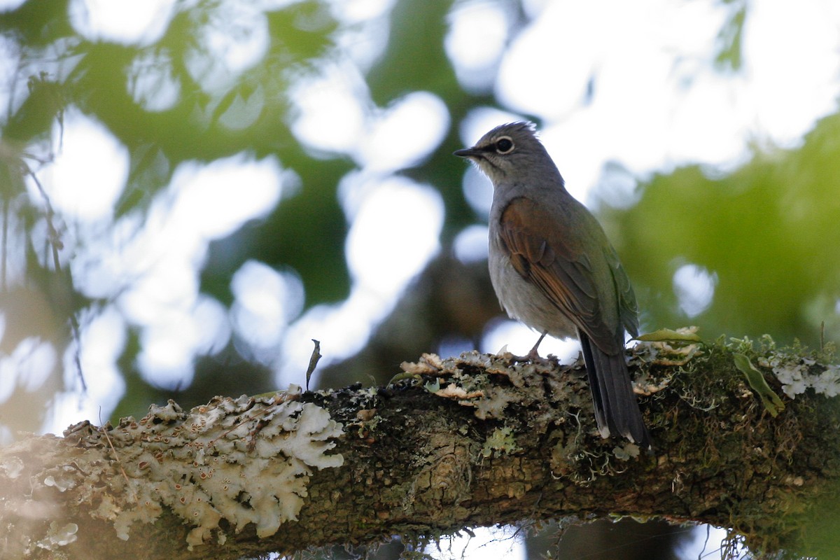 Brown-backed Solitaire - ML43117441