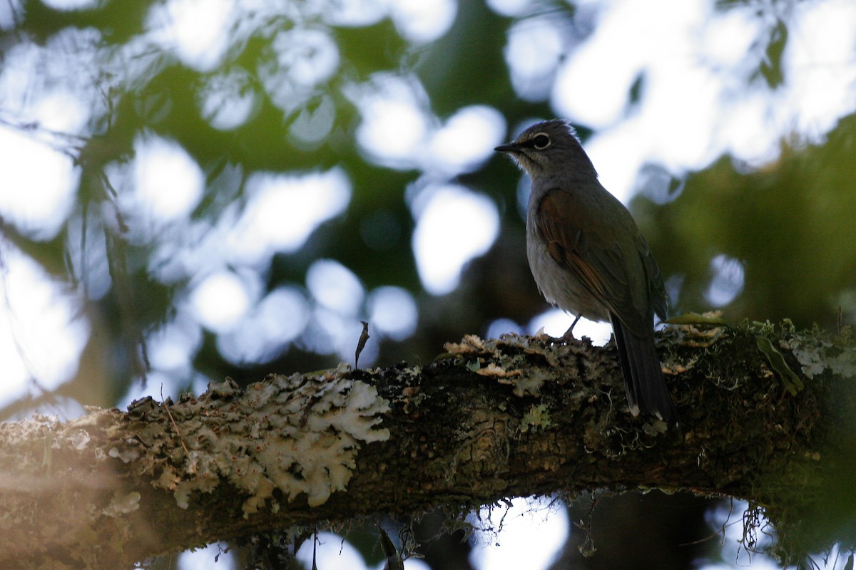 Brown-backed Solitaire - ML43117451