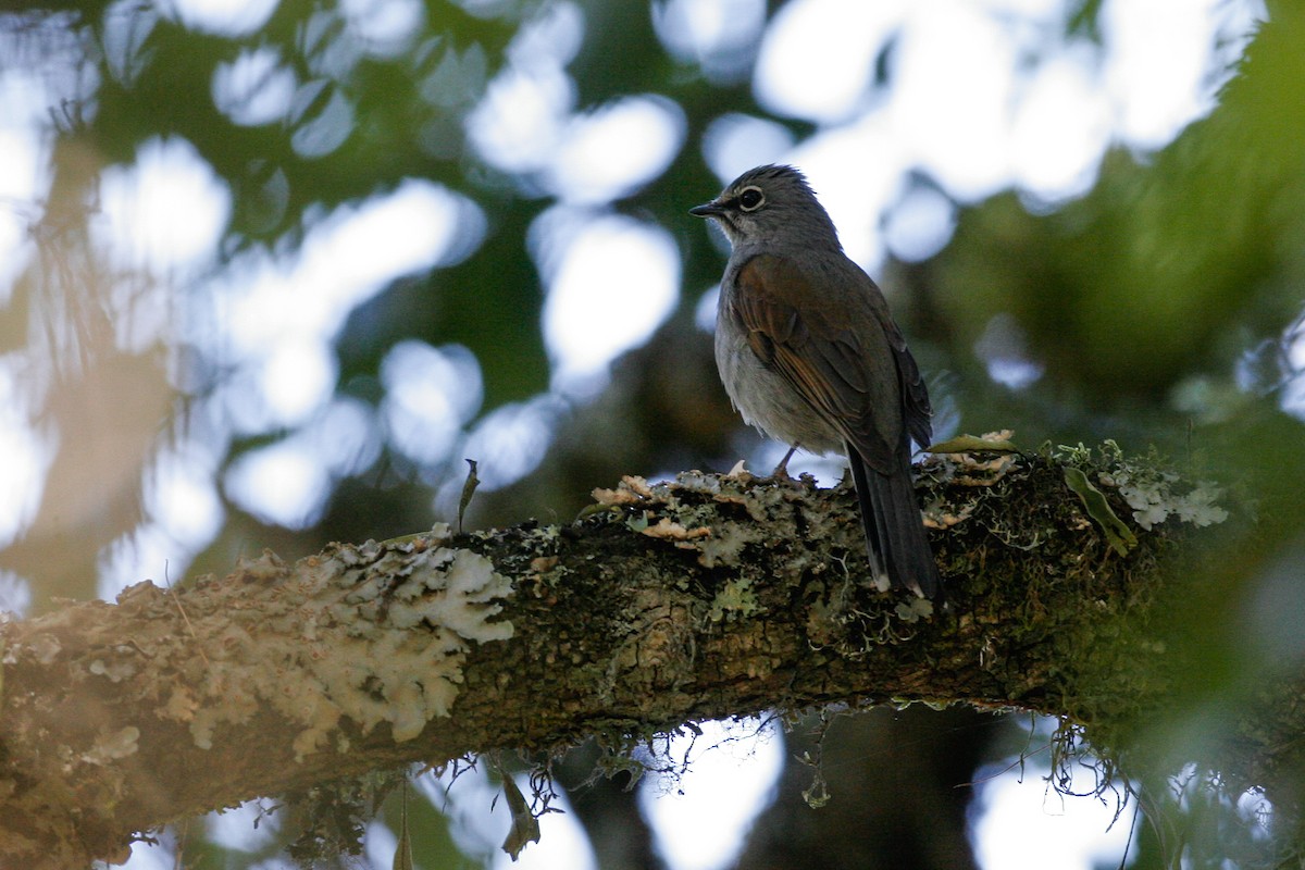 Brown-backed Solitaire - ML43117461