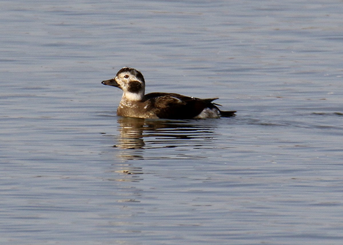 Long-tailed Duck - ML43118391