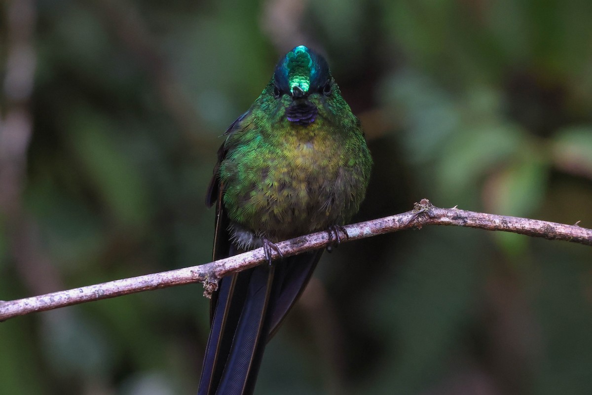Violet-tailed Sylph - ML431183941