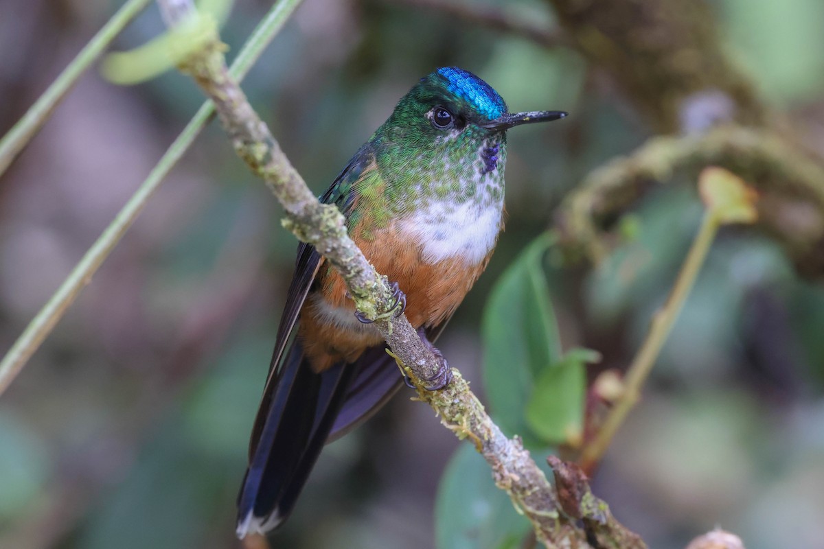 Violet-tailed Sylph - ML431184221