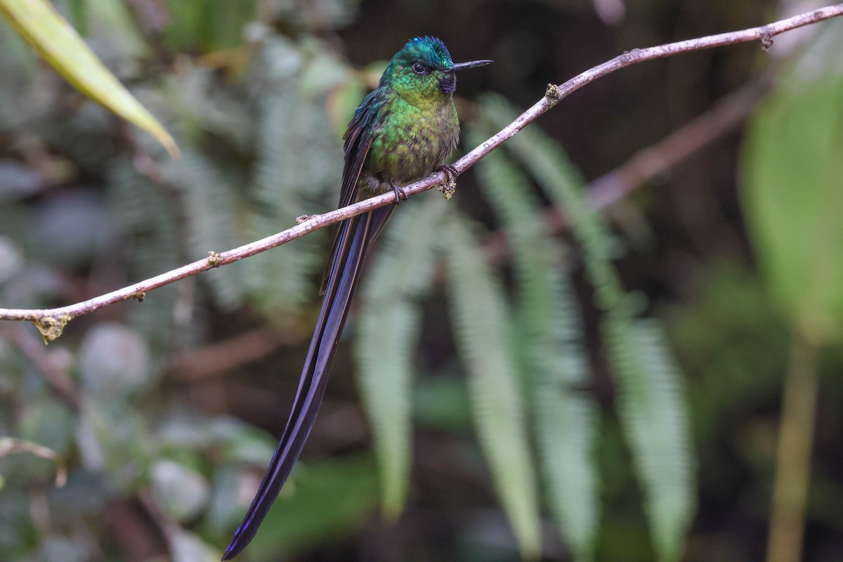 Violet-tailed Sylph - ML431184231
