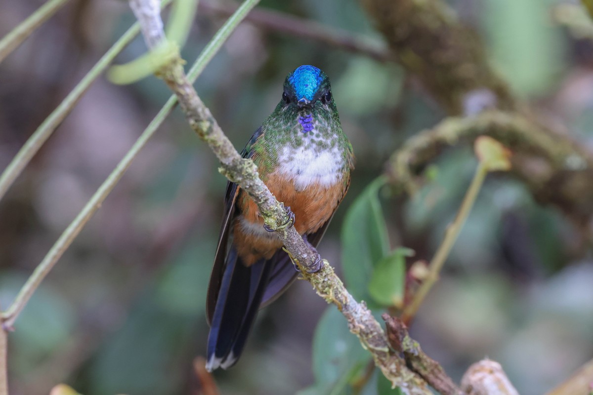 Violet-tailed Sylph - ML431184281