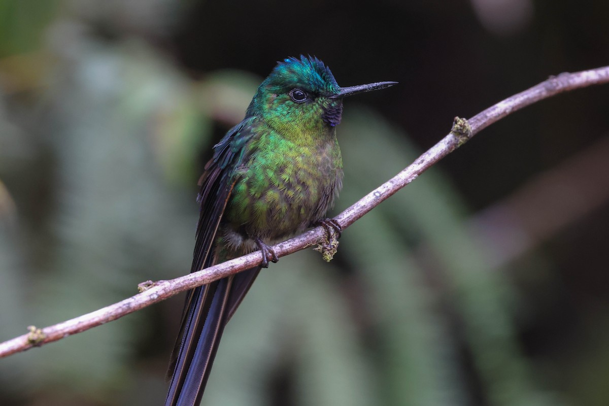 Violet-tailed Sylph - ML431184291