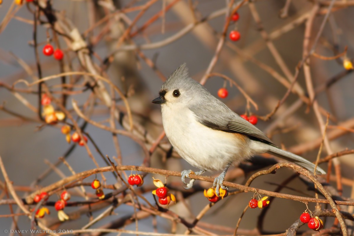 Tufted Titmouse - Davey Walters