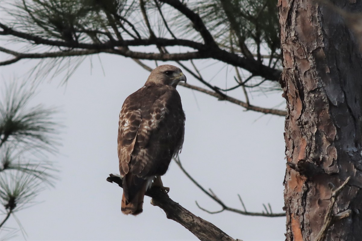 Red-tailed Hawk - ML431194271