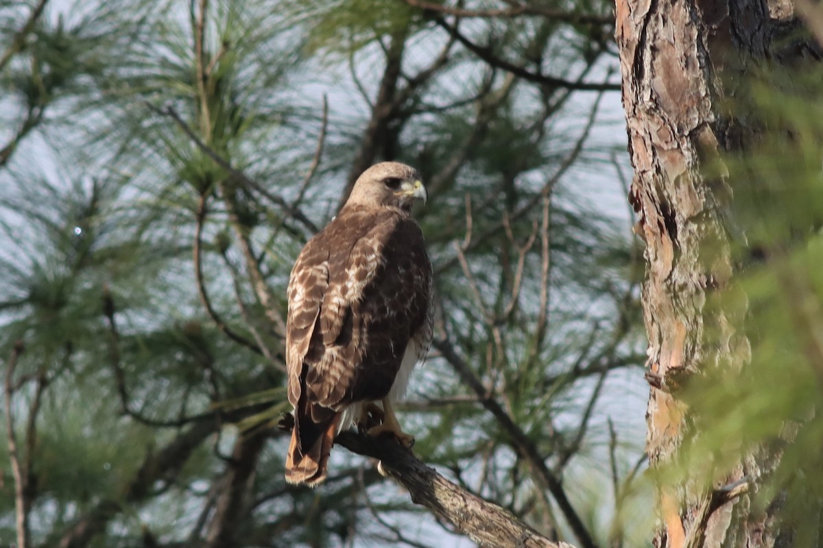 Red-tailed Hawk - ML431194281