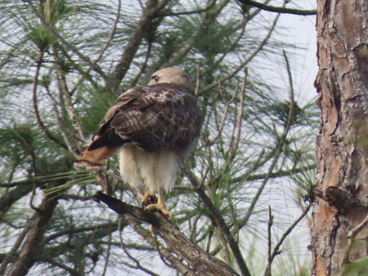 Red-tailed Hawk - ML431198071