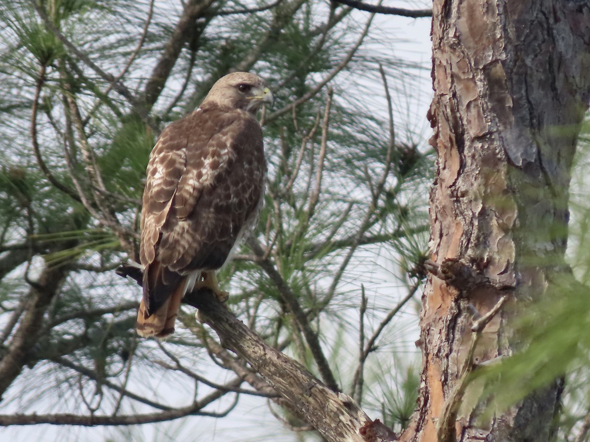 Red-tailed Hawk - ML431198121